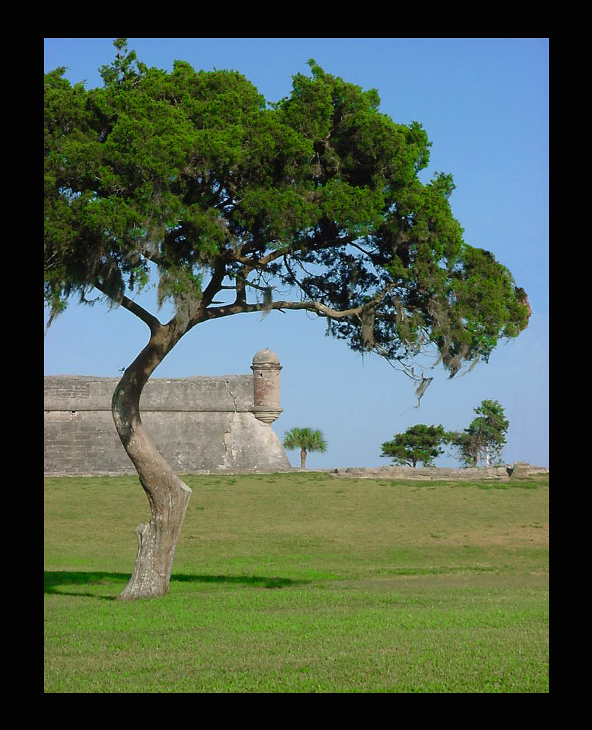 Castillo de San Marcos or Fort Matanzas Sentry Tower and weathered tree.